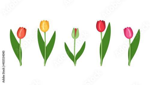 A set of Tulips of different colours red, yellow, pink, green. Vector flat illustration of spring flowers