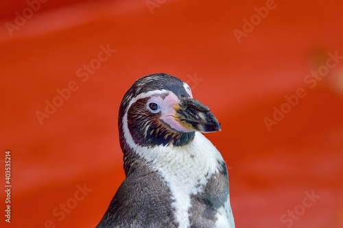 流し目ポーズのペンギン