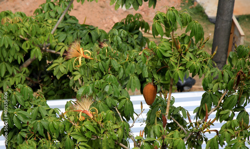 salvador, bahia, brazil - january 6, 2021: monguba fruit (Pachira aquatica Aubl.), popularly known as munguba, castanhola, chestnut-of-maranhao, cocoa-wild, chestnut-of-guiana. The plant is seen on a  photo