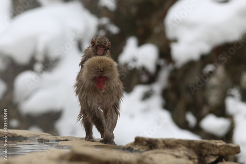 Fotografija japanese monkey at jot spring