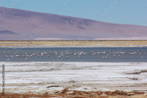 Fototapeta Naklejka Na Ścianę i Meble -  Flamingo's lake