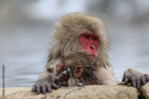 Fotografiet japanese monkey at jot spring