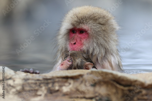 japanese monkey at jot spring Fototapeta