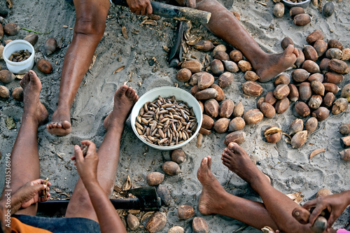 Extração de castanha do coco babaçu no quilombo em Alcantara. Maranhao photo