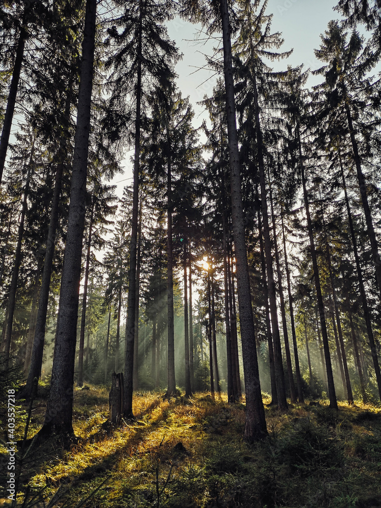 Obraz premium Wald Lichtung