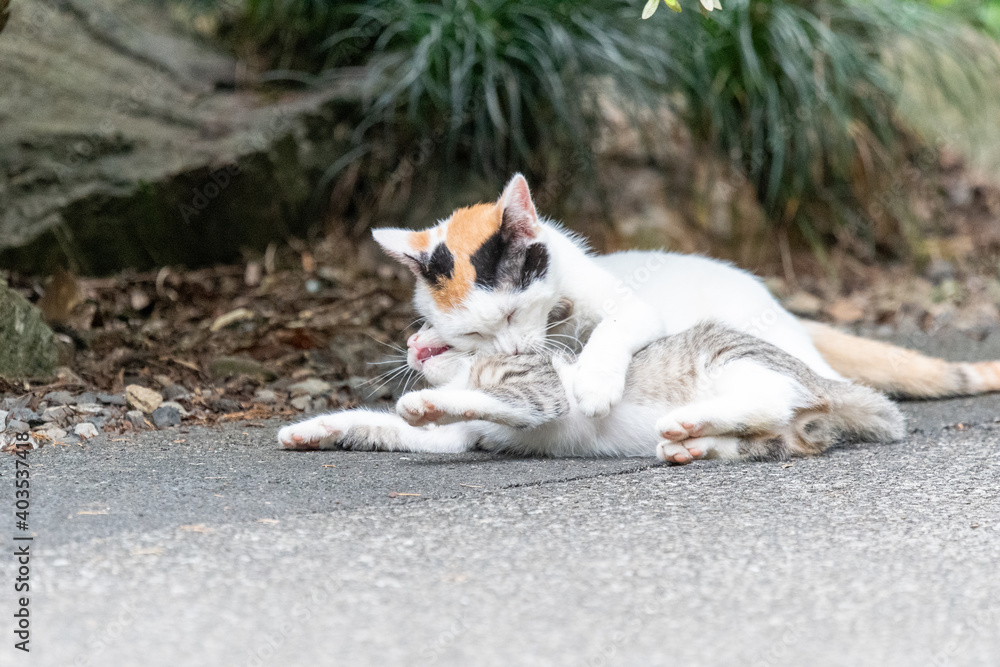 猫の親子