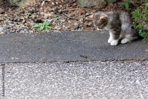 虫を警戒する子猫