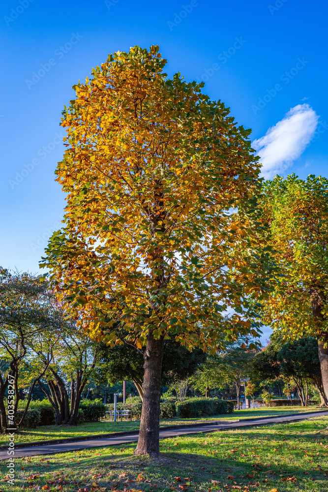 Naklejka premium 黄葉