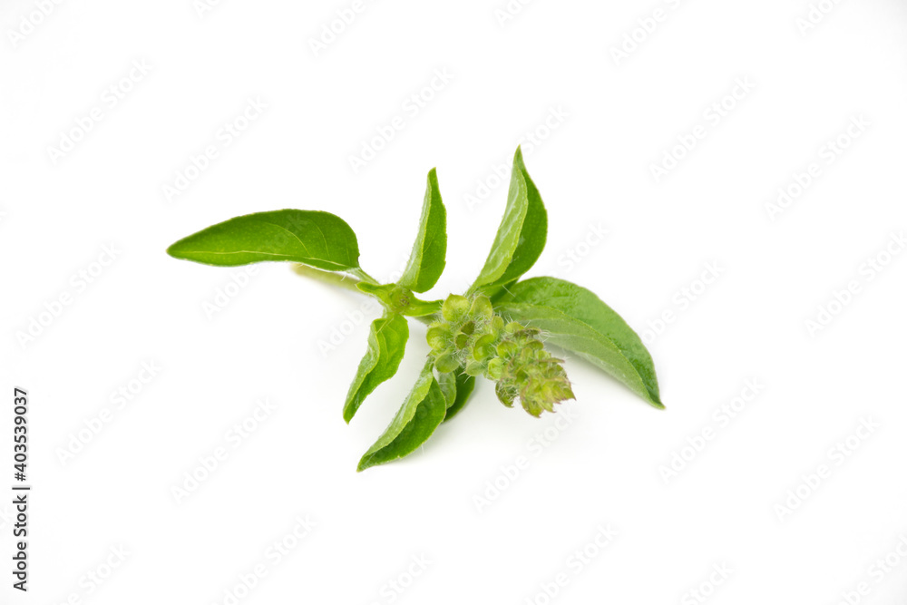 Ocimum × citriodorum leaf on white background.