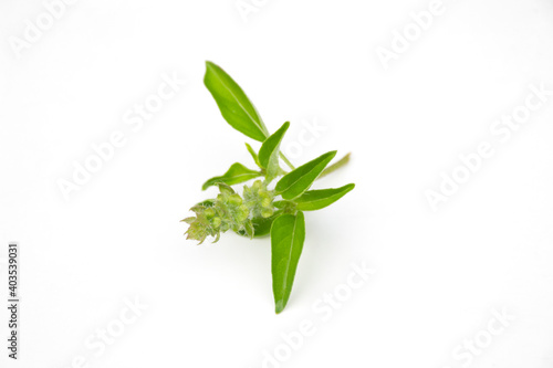 Ocimum    citriodorum leaf on white background.
