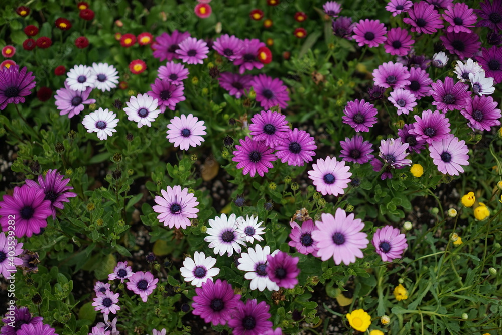 Fototapeta premium Flowers of various colors are blooming in the flower bed.
