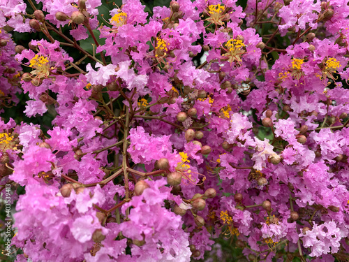 Closeup of beautiful bright pink Crepe Myrtle flower with white fence and grass in background