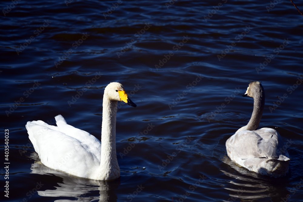 Obraz premium オオハクチョウの成鳥と幼鳥。2020年12月。日本。千葉県