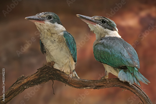 Two young collared kingfisher (Todirhamhus chloris) are sunbathing on dry wood branches before starting their daily activities.