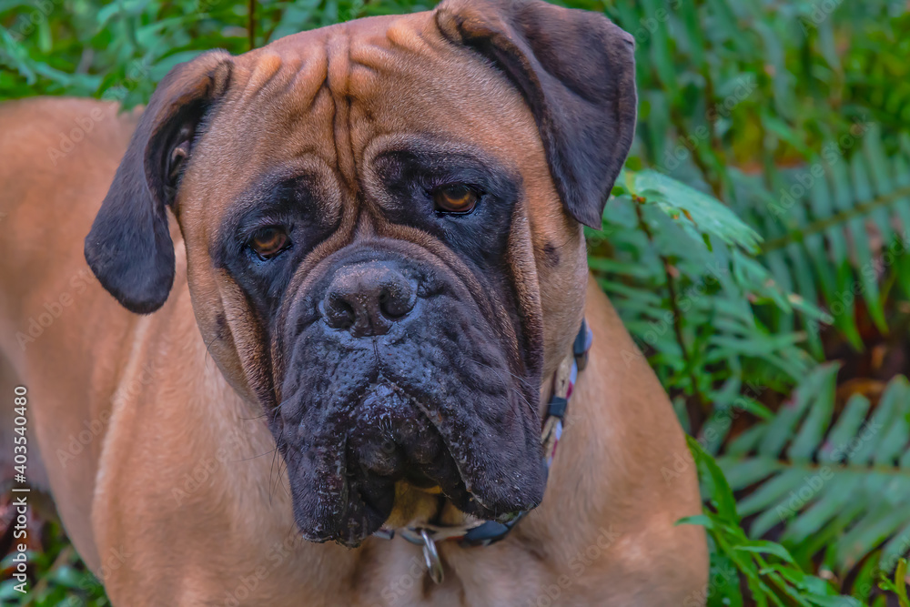2021-01-06 A CLOSE UP PORTRAIT OF A BULLMASTIFF WITH BLURRED FERNS IN THE BACKGROUND
