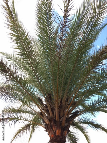 palm tree isolated on white