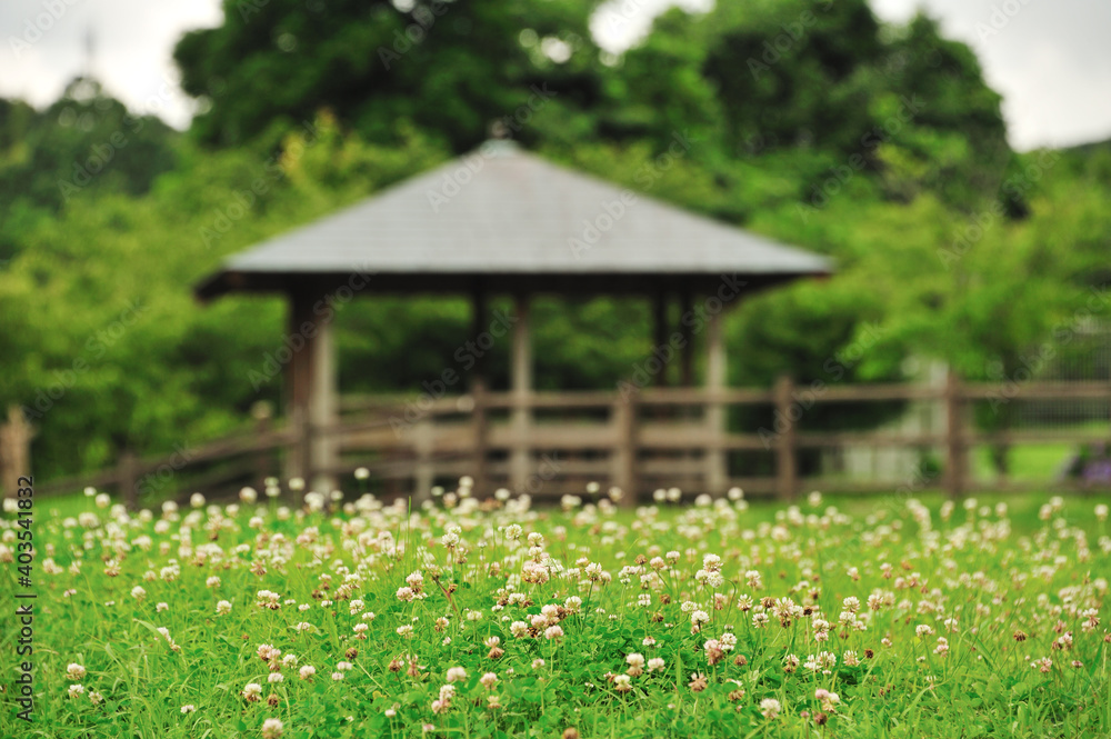シロツメグサと吾妻小屋 シロツメグサと吾妻小屋