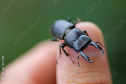 指の上のコクワガタ