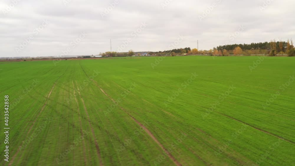 Drone POV flying obliquely across the rows of corn over field during day with young crops - Tilt drone shot of green agriculture corn field. Drone POV flying obliquely across the rows of corn over field during day with young crops - Tilt drone shot of green agriculture corn field.