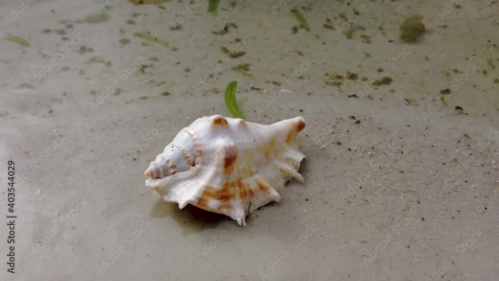 white sea shell on a beach with waves and white sand caribbean white sea shell on a beach with waves and white sand caribbean