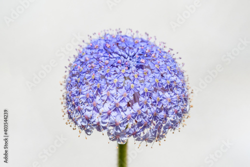 Blue Lace Flower at Lake Walyungup Salt Lake - Warnbro WA. photo