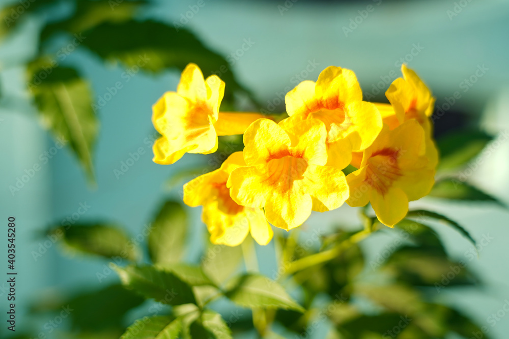 Yellow flower bouquet on a blurred natural background. Beautiful yellow flowers in tropical Thailand. Yellow flower bouquet on a blurred natural background. Beautiful yellow flowers in tropical Thailand.