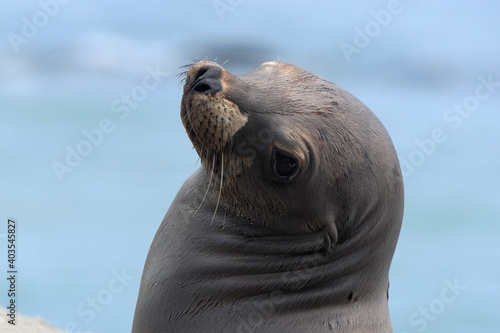 Sea Lion looking over its s...