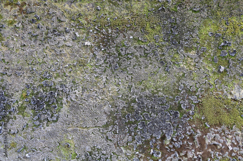 Moss texture at Texture of old grey concrete wall.