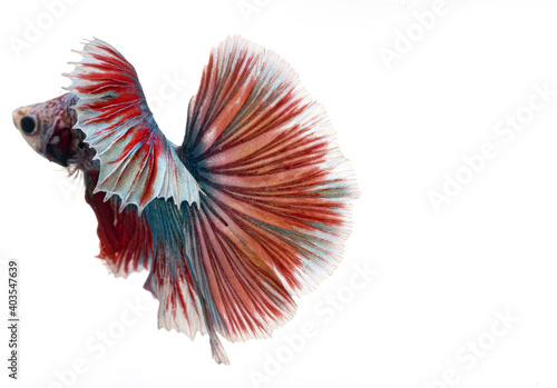 halfmoon betta fish, siamese fighting fish, betta splendens 