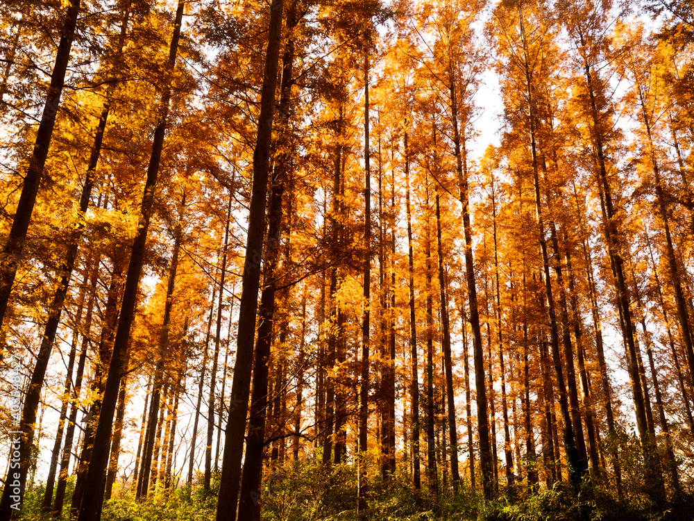 Fototapeta premium 東京都 水元公園のメタセコイアの黄葉