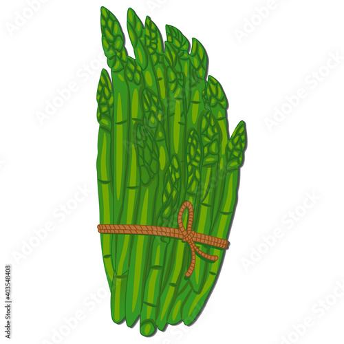 Fresh green asparagus vegetable stalks tied in a bundle isolated on white. Healthy food, Vegetables concept.Vector illustration