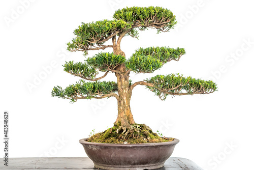 Bonsai tree in a pot close-up view against white wall