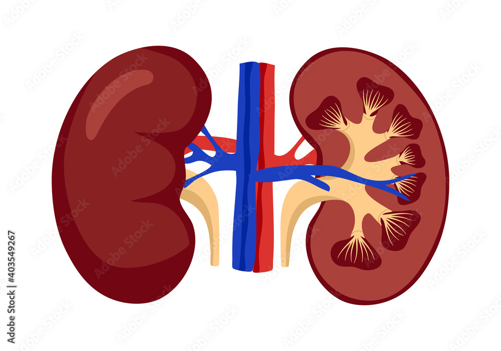 Anatomy human kidney concept vector illustration on white background ...