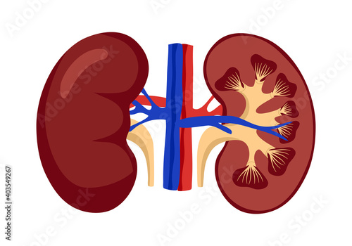 Anatomy human kidney concept vector illustration on white background. Internal organ. Design for poster, education presentation.