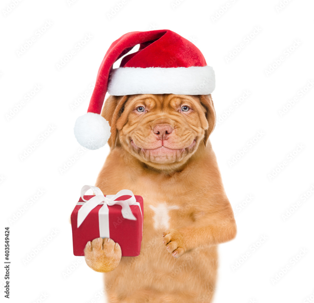 Smiling puppy wearing a red christmas hat holds gift box. isolated on white background Smiling puppy wearing a red christmas hat holds gift box. isolated on white background