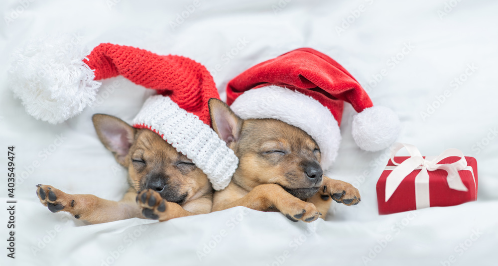 Two Toy terrier puppies wearing red santa's hat sleep with gift box under a warm white blanket on a bed at home. Top down view. Empty space for text Two Toy terrier puppies wearing red santa's hat sleep with gift box under a warm white blanket on a bed at home. Top down view. Empty space for text