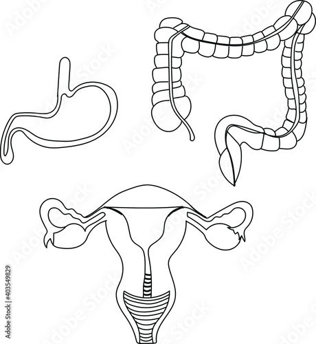 Set of human internal organs including stomach, intestine, uterus .