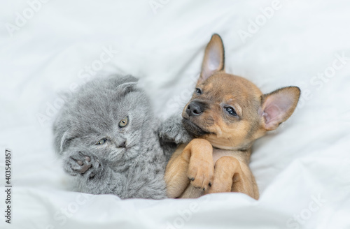 Kitten and toy terrier puppy sleep together under a white blanket on a bed at home. Top down view