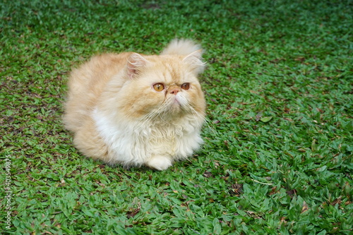 Shining brown fluffy longhair cat looking at something and closing eyes in green grass. Selective focus in Persian cat in the yard   © DwiMulyani
