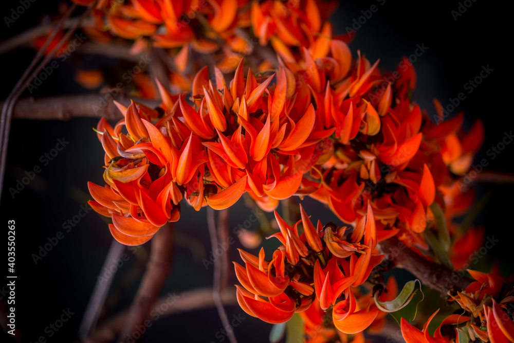 The beautiful reddish-orange Butea monosperma flower blooms in nature in a tree in the garden.