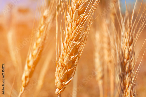 Closeup wheat field in harvest season with sunlight