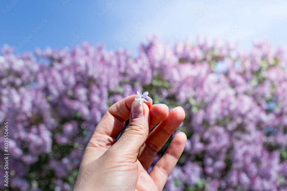 A lilac flower with five petals in the hand of a woman. A symbol of good luck. A lilac flower with five petals in the hand of a woman. A symbol of good luck.