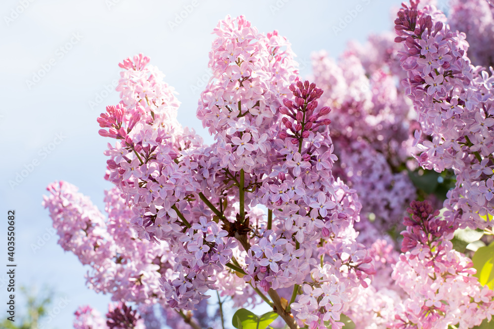 Branches of spring lilac. A Bush of purple lilacs, spring. Branches of spring lilac. A Bush of purple lilacs, spring.