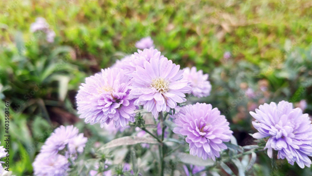 Obraz premium Purple Flowers and Leaves with Grass Background