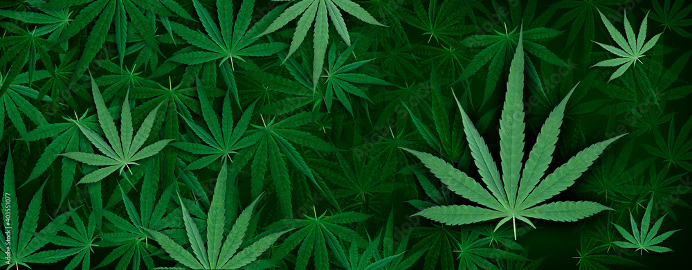 background from the Marijuana leaf. design pattern artwork background from the Marijuana leaf. design pattern artwork