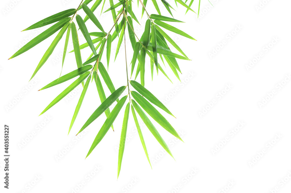 Green bamboo leaf isolated on white background..