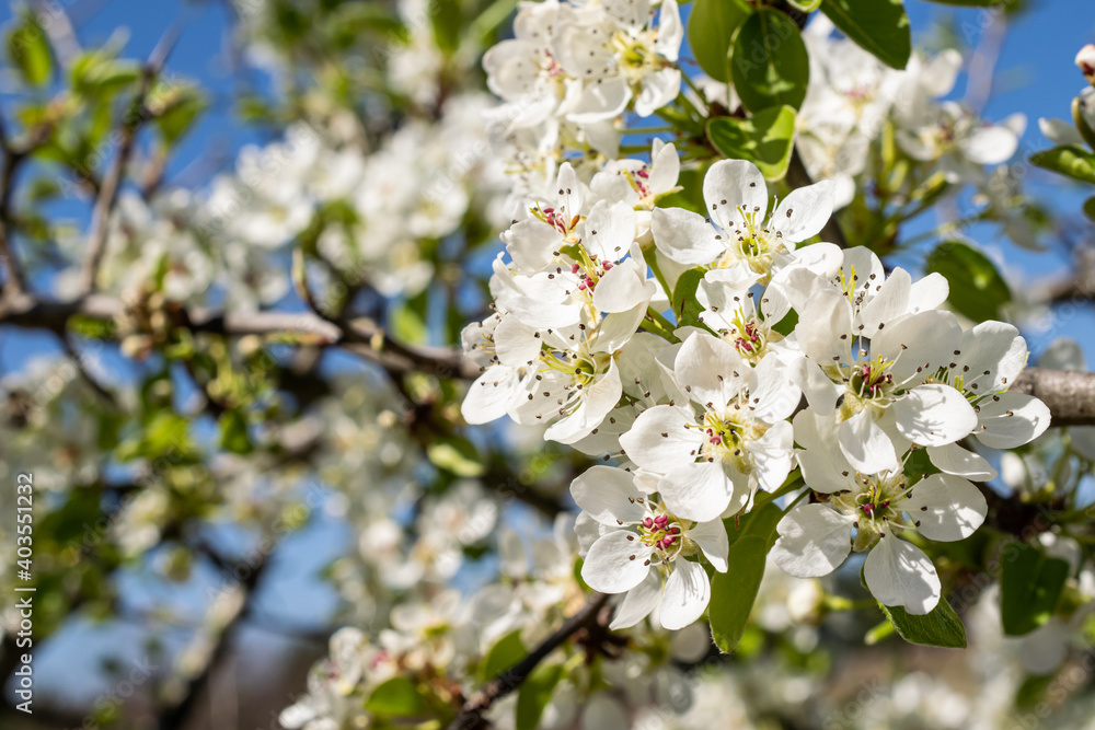 white apple blossoms with visible details against the blue sky background