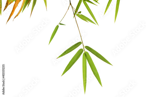 Green bamboo leaf isolated on white background..