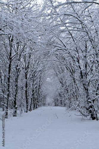 Waldweg im Winter © lichtreflexe
