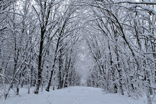 Waldweg im Winter © lichtreflexe